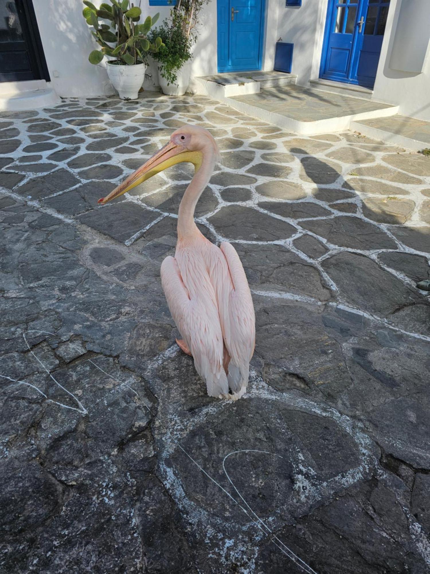Can-Can Mykonos Town Zewnętrze zdjęcie